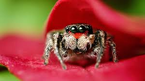 Другие видео об этой игре. Spider Hd Wallpapers Top Free Spider Hd Backgrounds Wallpaperaccess