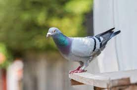 Systeme pour eloigner les pigeons. Pigeons 11 Astuces Pour Les Eloigner Le Tout Sans Leur Faire De Mal