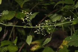 Image result for Rubia cordifolia