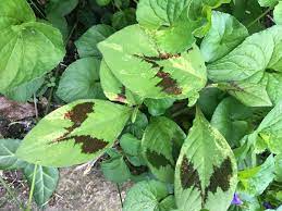 Persicaria Virginiana Knotweed Painter S Palette Plant Leaves Plants Painters Palette