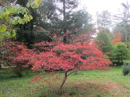 As a deciduous shrub or small tree, it carries attractive palmate leaves in spring through autumn. Purple Leaved Japanese Maple Acer Palmatum Atropurpureum Chew Valley Trees