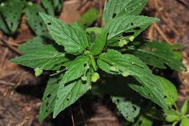 Image result for Micrococca mercurialis