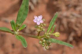 Image result for Gisekia