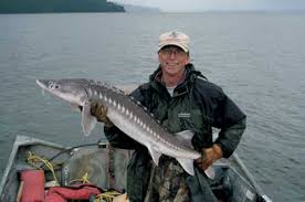 White sturgeon (acipenser transmontanus), the largest freshwater fish in north america, live along the west coast from the aleutian islands to central california (scott and crossman 1973). D I Y Sturgeon Fishing
