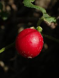 Image result for Cucumis maderaspatanus