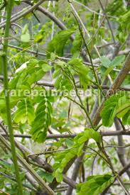 Image result for Entada chrysostachys