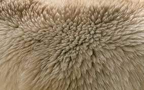 Ice Bear Fur Texture Pattern Pictures Fur Textures Textures Patterns Pattern Pictures