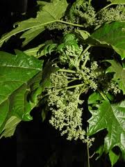 Image result for Urera gravenreuthii