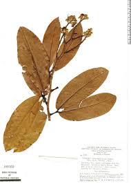 Image result for Hymenaea