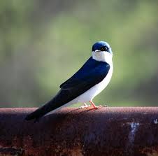 Birds Native To Virginia Le Petit Poulailler Tree Swallow Pretty Birds Beautiful Birds