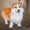 Story image for Best Pet Supplies Pet Grooming Supplies Pet Hair Clippers Trimmers For Sale from Which?