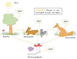 Photosynthesis And Cellular Respiration Flow Chart Diagram