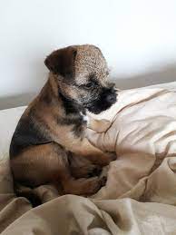 Pin By Frank Thywissen On Favorite Dog Photos Mutt Puppies Border Terrier Puppy Border Terrier