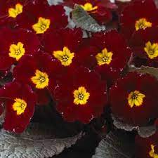 Primula High Tea Innisfree Garden Express Garden Express Primula High Tea