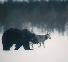 View latest posts and stories by @kpunkka konsta punkka in instagram. Konsta Punkka Wildlife Photography Facebook