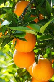 Pomona green fruit tree wallpaper. Fruit Tree Oranges Leaves 750x1334 Iphone 8 7 6 6s Wallpaper Background Picture Image