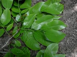 Image result for Crudia