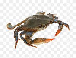 Pin On Arthropods