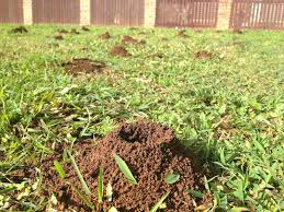 You will see the ants in the home over a period of several days or weeks. Ants In Yard Infestation Treatment Ryno Lawn Care Llc