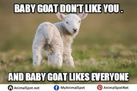 Goat Memes