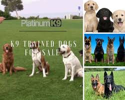 Best life board and train: Puppy Training Classes Near Me Dog Trainer Uk Platinum K9 Puppy Training Puppies Puppy Classes