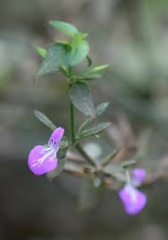 Image result for Dicliptera hensii