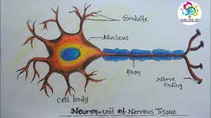 how to draw neuron nervous tissue step by step for beginners