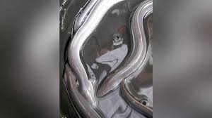 ウナギ国際取引の規制強化案を否決、日本の立場が認められる形に ...