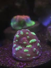 Amazon's choice customers shopped amazon's. Cheep Corals Nj Reef Club