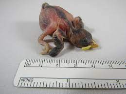 Baby Songbird Wildlife In Need Center