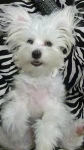 Black And White Maltese Puppy My Maltese Josie Maltese Breed Maltese Puppy Cute Dogs