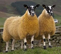 English leicesters have white faces and legs, broad backs, and thick flesh. New Bluefaced Leicester Sheep Breeds Barnyard Animals Sheep Farm