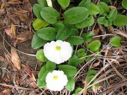 Image result for Ipomoea stolonifera