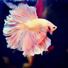 Betta Fish Cupang Indonesia Betta Fish Types Betta Fish Pet Fish