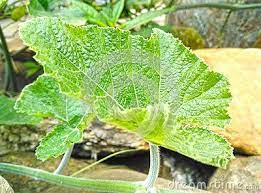 Pumpkin Green Leaves With Hairy Vine Plant Stem And Tendrils Pumpkin Plant Growing In Stones Planting Pumpkins Green Leaves Plants