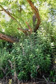 Mugwort Medicinal And Beer Www Urbanoutdoorskills Com Healing Herbs Wild Foraging Essential Oils Herbs
