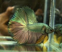 Copper Betta Fish Google Search Betta Betta Fish Tank Betta Aquarium