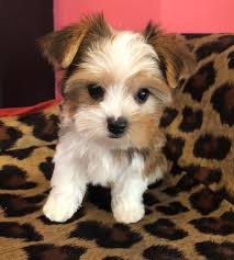 All puppies born to traditional yorkies bred to a parti will carry the parti gene. Faith Parti Yorkie Love My Puppy Boca Raton