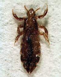 Beim bett, dem sofa und anderen möbel stülpen sie sich eine socke über die hand und fahren damit über die fläche. Wie Erkennt Man Flohe