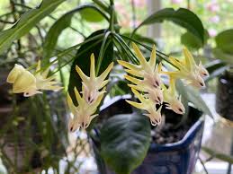 Image result for hoya multiflora