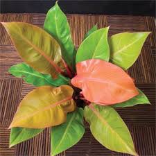 Interesting Philodendron Hybrid Orange Plant Philodendron Plant Plants