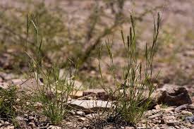 Image result for Enneapogon desvauxii