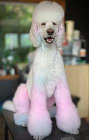 I'm Leanne, and my house-call grooming business Canis Altera is accepting  new grooming clients! I have over 15 years of experience as a groomer, and  I specialize in working with anxious dogs