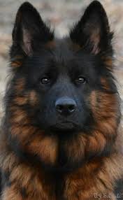 Black And Tan Faded German Shepherd Puppies Beatiful German Shepherd Dogs Dogs Shepherd Puppies