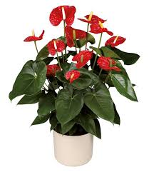 Alles Wat Je Moet Weten Over Deze Stoere Plant Lily Plant Care Anthurium Plant Lily Plants