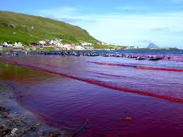The hunters first surround the pilot whales with a wide semicircle of boats. I Visited The Faroe Islands To Learn About The Grindadrap Here S What I Found Out Matador Network