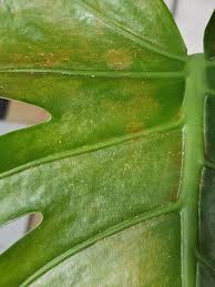 Image result for puklice na pokojových rostlinách obrázek