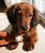 Mini Red Long Haired Dachshund