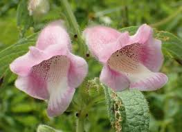 Image result for Sesamum radiatum