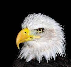 Ron had an early introduction to piano music, as he started his career at the age of 13 by playing the organ and piano at several. Adelaar The Eagle Facebook